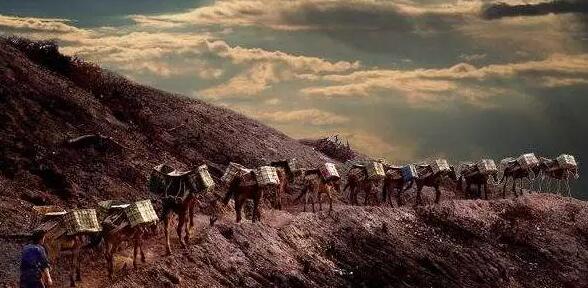 点击打开原图 茶马古道:普洱茶文化之魂(图4)